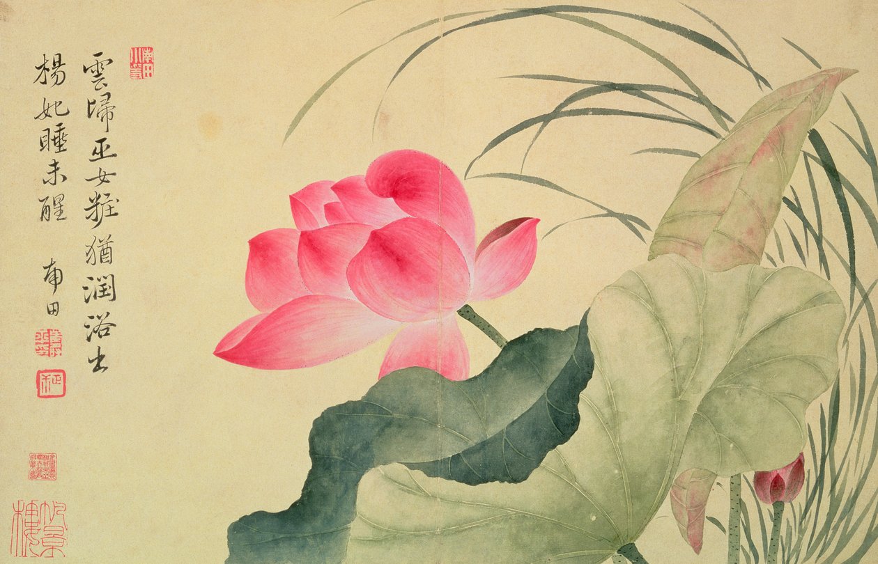 Lotus Flower, from an 'Album of Flowers' by Shouping Yun